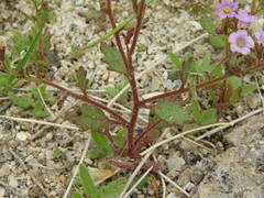 Phacelia pulchella