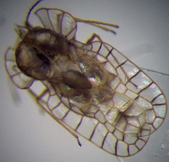 Galeatus spinifrons