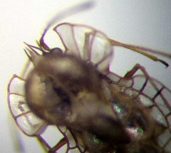 Galeatus spinifrons