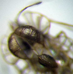 Galeatus spinifrons