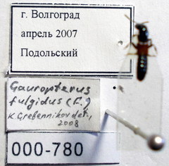 Gauropterus fulgidus