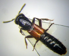 Gauropterus fulgidus