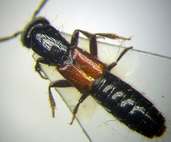 Gauropterus fulgidus