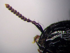 Gauropterus fulgidus