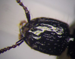 Gauropterus fulgidus