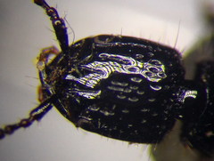 Gauropterus fulgidus