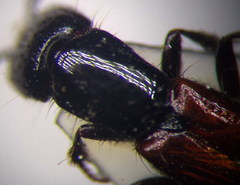 Gauropterus fulgidus