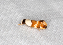 Euphiltra eroticella