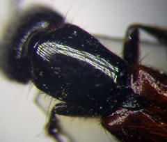 Gauropterus fulgidus