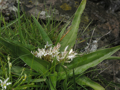 Chlorophytum tetraphyllum image