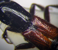 Gauropterus fulgidus