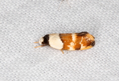 Euphiltra eroticella