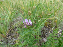 Astragalus agrestis