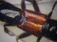 Gauropterus fulgidus