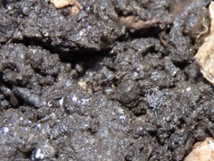 Ponera pennsylvanica