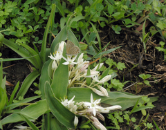Chlorophytum tetraphyllum image