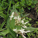 Chlorophytum tetraphyllum - Photo (c) Oleg Kosterin, algunos derechos reservados (CC BY), subido por Oleg Kosterin