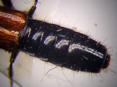 Gauropterus fulgidus