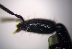 Gauropterus fulgidus