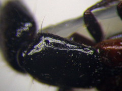 Gauropterus fulgidus