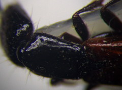 Gauropterus fulgidus