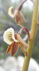 Eulophia bolusii