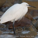 Western Little Egret - Photo (c) Adam Welz, some rights reserved (CC BY-NC-ND), uploaded by Adam Welz