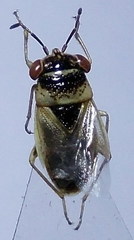 Geocoris arenarius