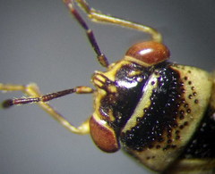 Geocoris arenarius