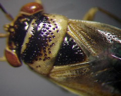 Geocoris arenarius
