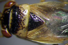 Geocoris arenarius