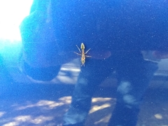 Pseudomyrmex gracilis