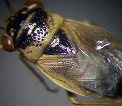 Geocoris arenarius