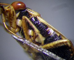 Geocoris arenarius