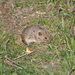 Social Vole - Photo (c) anton_abushin, some rights reserved (CC BY-NC)