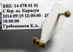 Geocoris arenarius