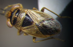 Geocoris arenarius