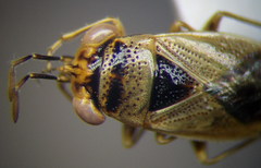 Geocoris arenarius