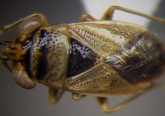 Geocoris arenarius