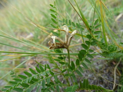 Astragalus agrestis
