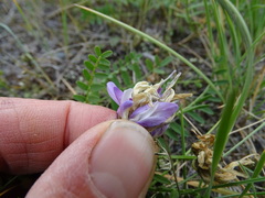 Astragalus agrestis