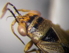 Geocoris arenarius