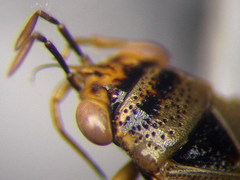 Geocoris arenarius