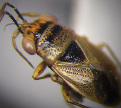 Geocoris arenarius