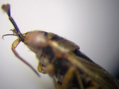 Geocoris arenarius