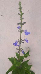 Salvia pallida