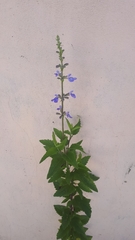Salvia pallida