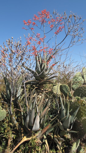 Aloe gilbertii