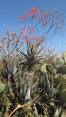 Aloe gilbertii image