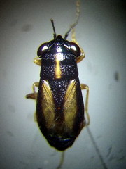 Geocoris ater